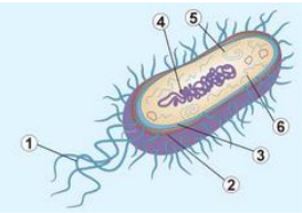 Схема будови бактеріальної клітини Diagram | Quizlet